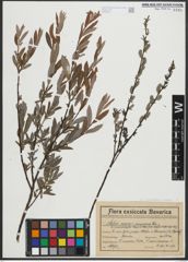 Foto von Salix purpurea L. x Salix repens L.